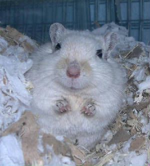 chubbymilton2.jpg