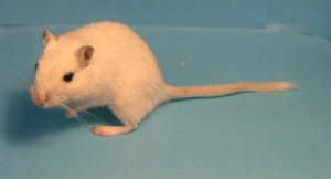 mouseside.jpg