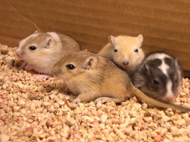 4pups1.jpg