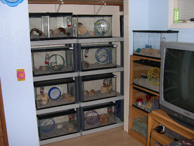 rodentroom01.jpg
